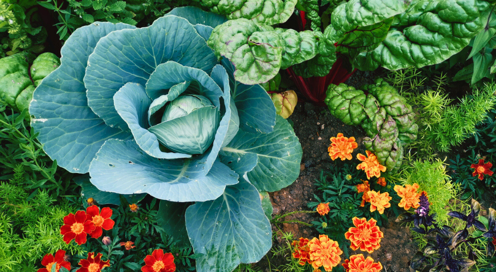 Primex Garden Center-Glenside-Pennsylvania-sow smart in September-fall vegetable harvest