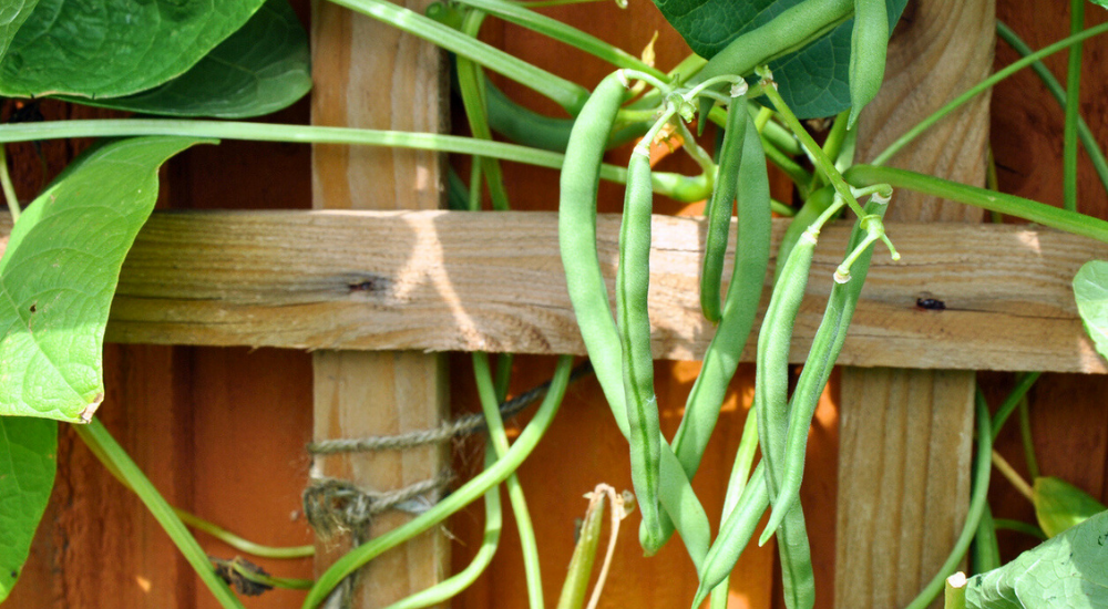 Primex Garden Center-Pennsylvania-Glenside-A Guide to Autumn Vegetables-peas on trellis