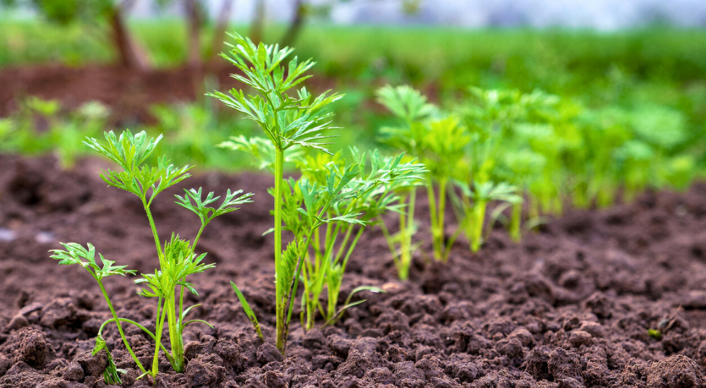 Primex Garden Center-Pennsylvania-Glenside-A Guide to Autumn Vegetables-young carrot plants