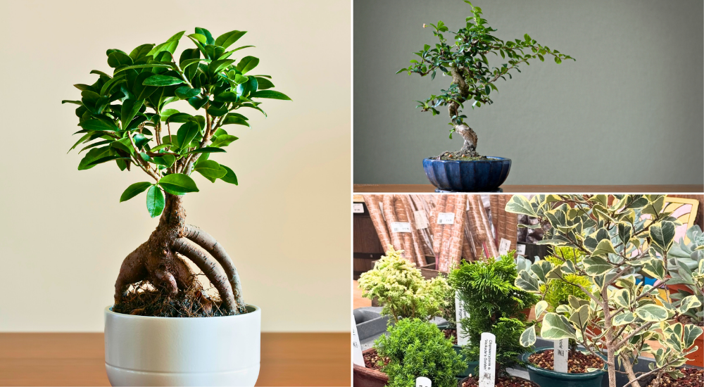 Primex Garden Center-Pennsylvania-Glenside-Bonsai Trees