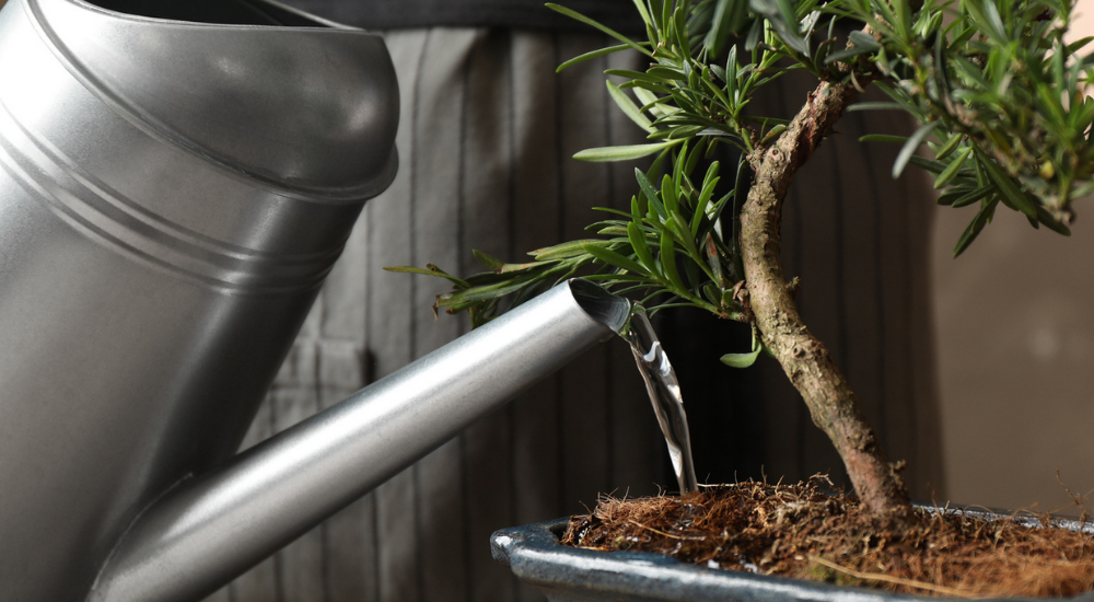 Primex Garden Center-Pennsylvania-Glenside-Bonsai watering