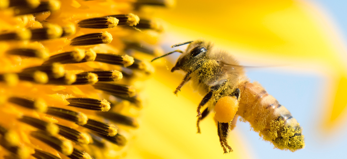 Primex Garden Center-Glenside-Pennsylvania-monarch butterfly on flowers