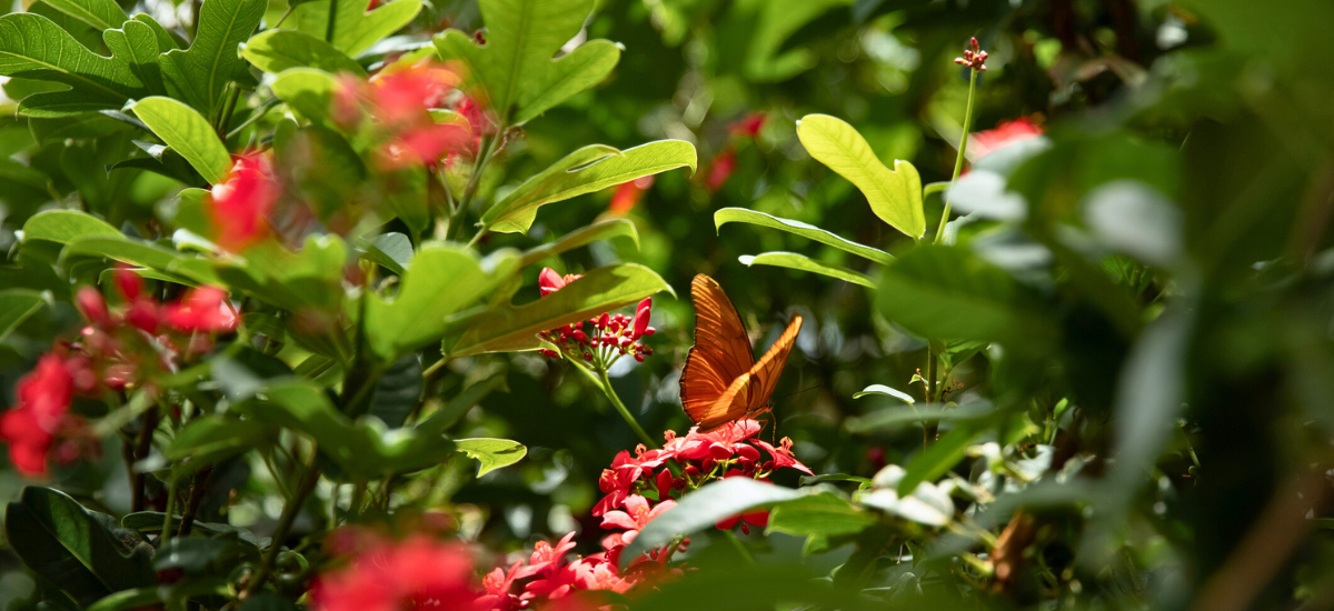 Primex Garden Center-Pennsylvania-Glenside-hummingbird hut botanical garden
