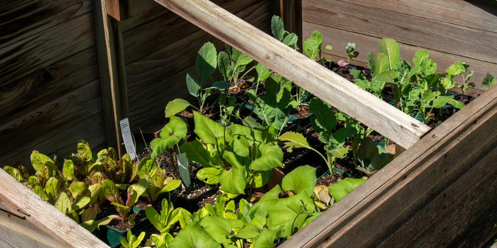 Primex Garden Center-Pennsylvania-Glenside-Cold Frame Gardening-wooden garden