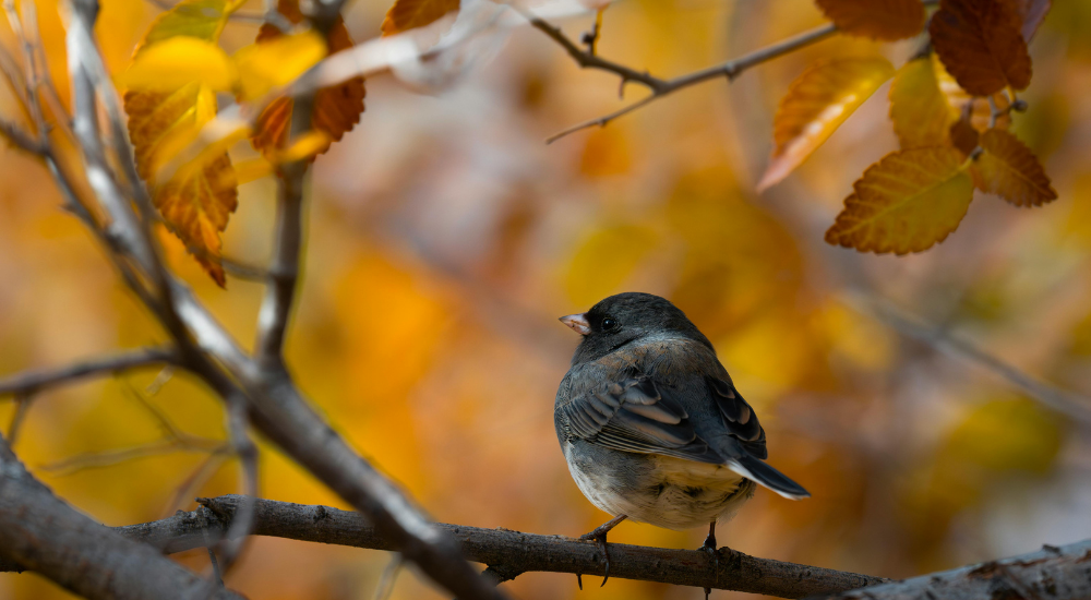 Primex Garden Center-Pennsylvania-Glenside-november garden guide -bird in tree