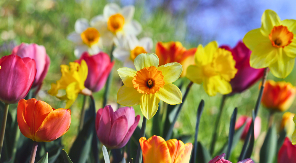 Primex Garden Center-Pennsylvania-Glenside-november garden guide -spring blooming bulbs
