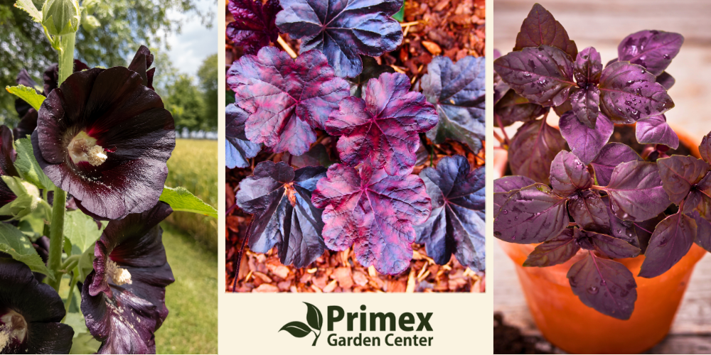 Primex Garden Center-Glenside-Pennsylvania-Gothic Gardens History-black flowers