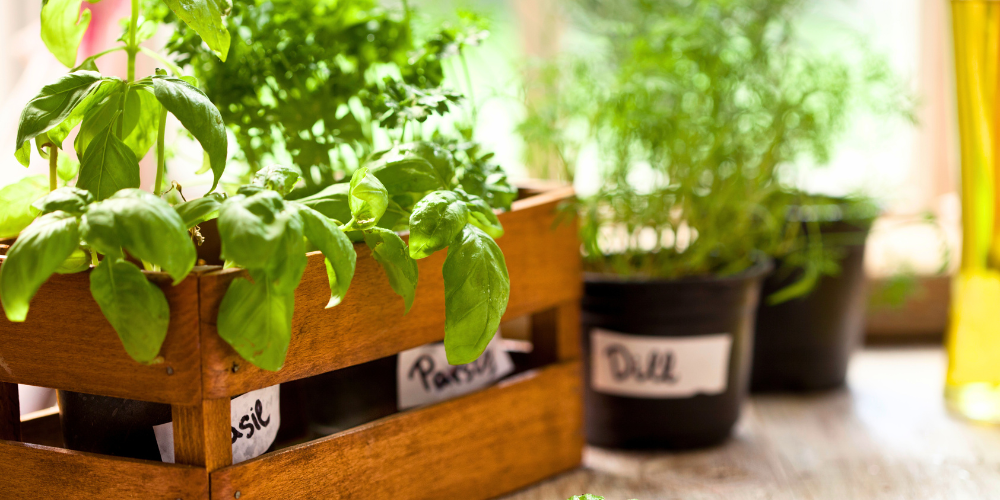 Primex Garden Center-Glenside-Pennsylvania-The Best Benefits of Houseplants