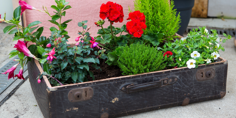 Primex Garden Center-Glenside-Pennsylvania-Creative Gardening with Everyday Items-suitcase planter