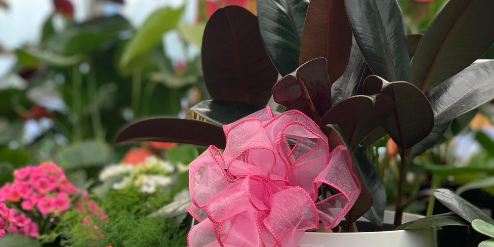 Primex Garden Center-Glenside-Pennsylvania-Give a Living Valentine This Year-ficus
