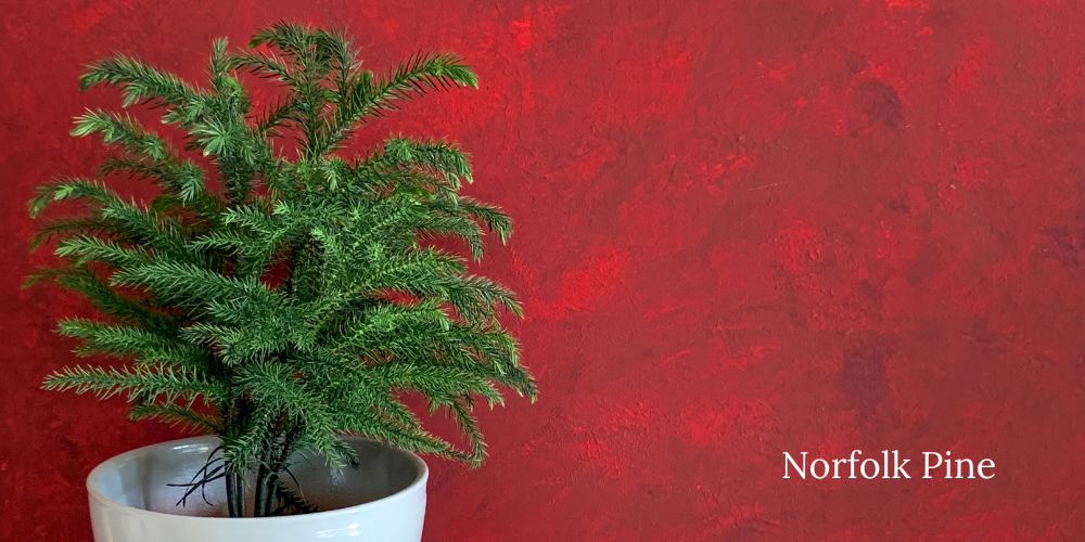Primex Garden Center-Glenside-Pennsylvania-Give a Living Valentine This Year-norfolk pine