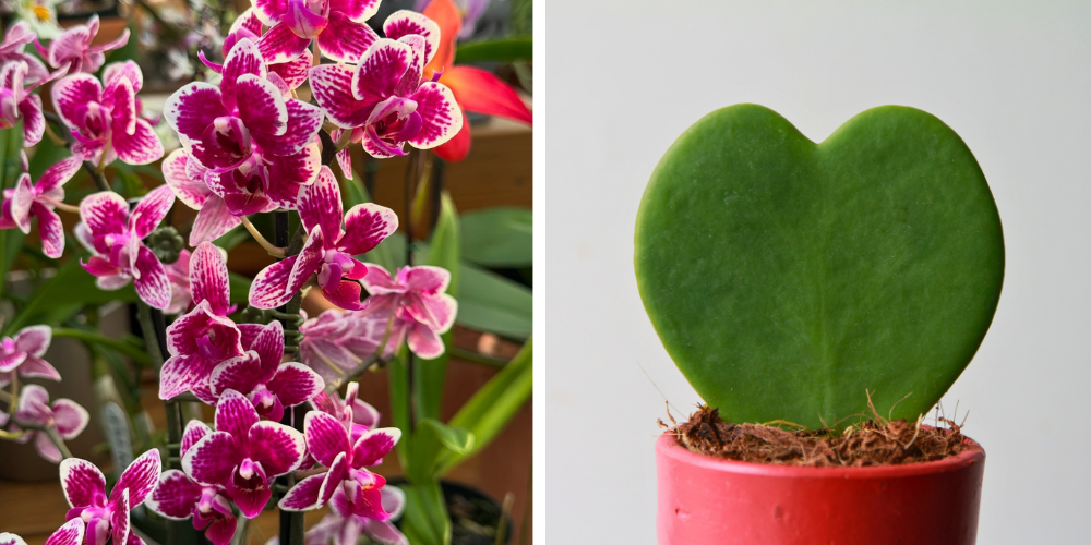 Primex Garden Center-Glenside-Pennsylvania-Give a Living Valentine This Year-orchid and hoya plants