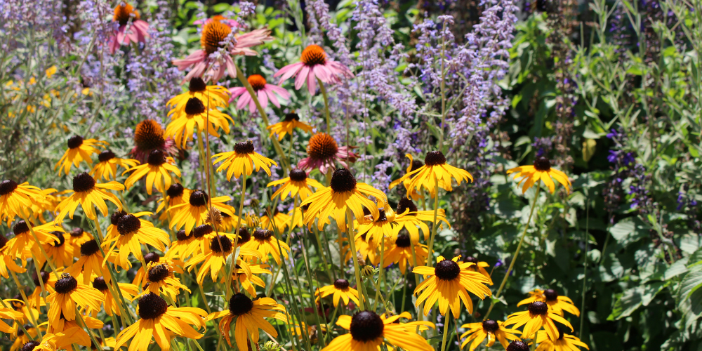Primex Garden Center-Glenside-Pennsylvania-Grow Your Own Bouquet Garden-black eyed susan blooms