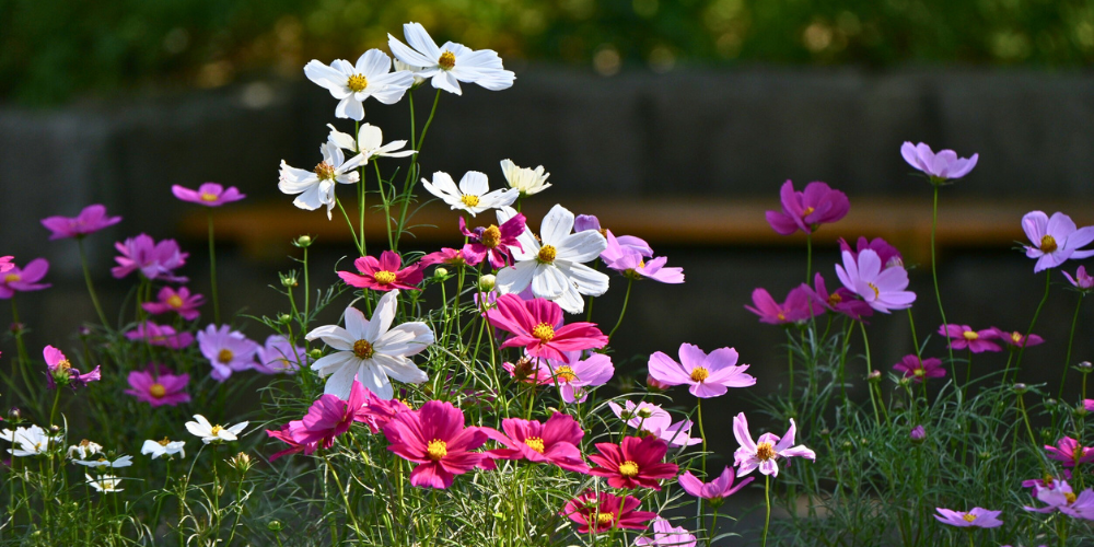 Primex Garden Center-Glenside-Pennsylvania-Grow Your Own Bouquet Garden-cosmos flowers