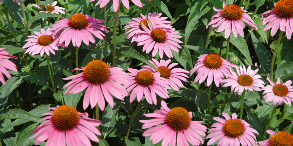 Primex Garden Center-Glenside-Pennsylvania-Grow Your Own Bouquet Garden-purple coneflowers