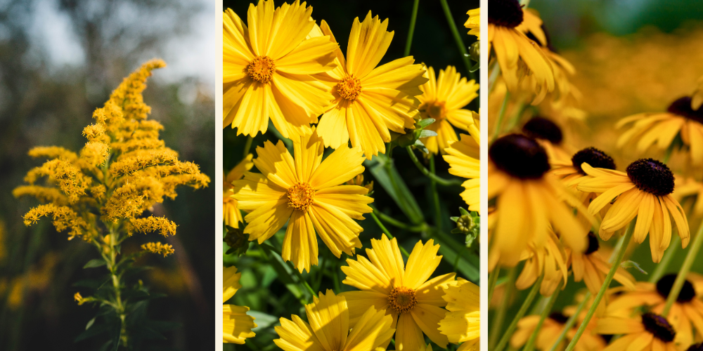 Primex Garden Center-Glenside-Pennsylvania-Grow Your Own Bouquet Garden-yellow flowers