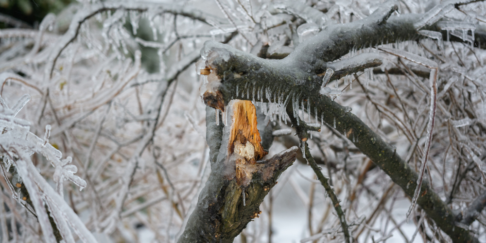 Primex Garden Center Glenside Pennsylvania How To Spot And Fix Winter Damage In Your Yard Broken Tree Ice