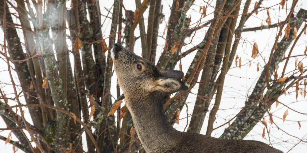 Primex Garden Center Glenside Pennsylvania How To Spot And Fix Winter Damage In Your Yard Deer Damage