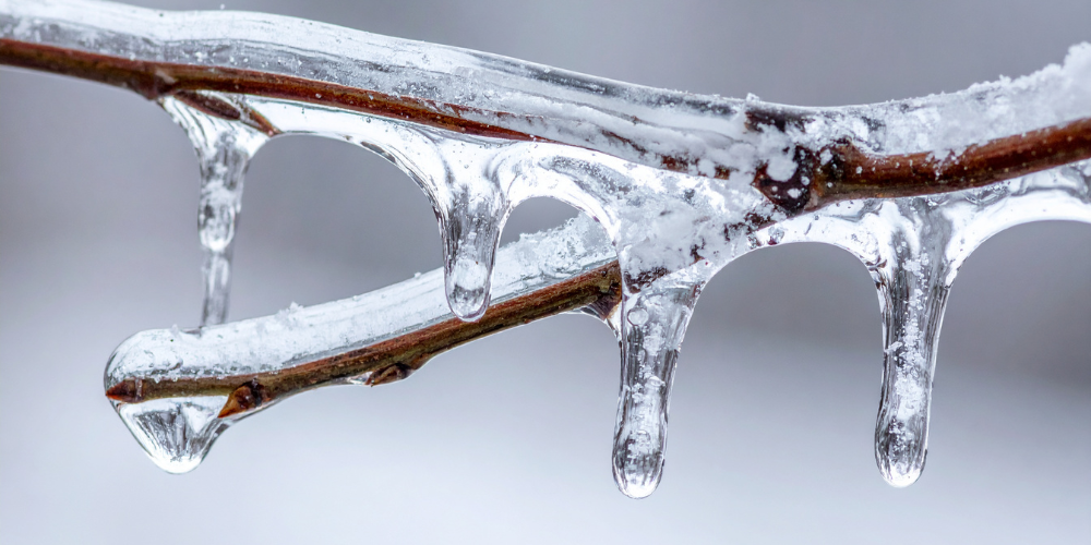 Primex Garden Center Glenside Pennsylvania How To Spot And Fix Winter Damage In Your Yard Frozen Tree