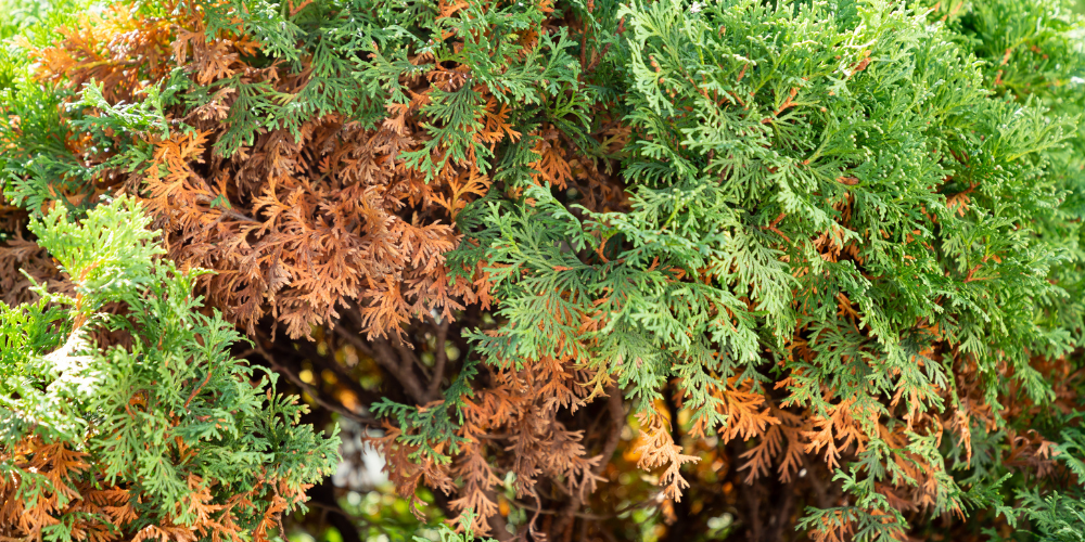 Primex Garden Center Glenside Pennsylvania How To Spot And Fix Winter Damage In Your Yard Winter Burn Evergreen