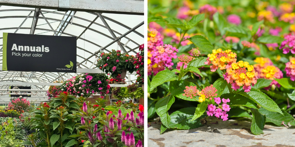 Primex Garden Center Glenside Pennsylvania Annuals Vs Perennials Gardening Annual Flowers