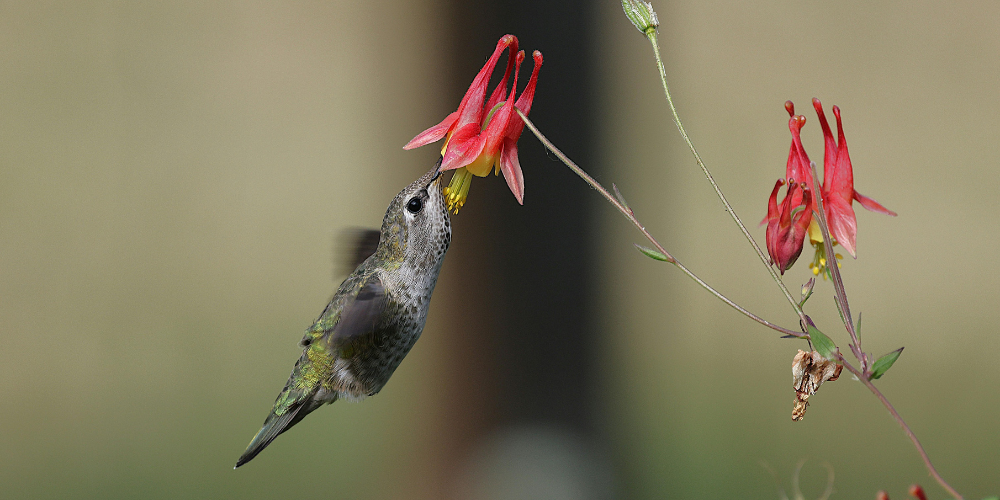 Primex Garden Center Glenside Pennsylvania Annuals Vs Perennials Gardening Columbine Flower Hummingbird