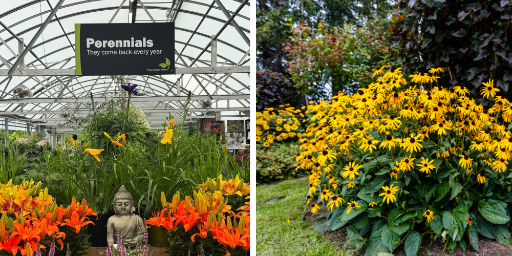 Primex Garden Center Glenside Pennsylvania Annuals Vs Perennials Gardening Perennial Blooms