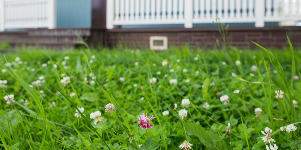 Primex Garden Center Glenside Pennsylvania Early Spring Lawn Care Clover Lawn