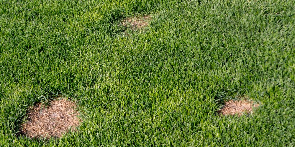 Primex Garden Center Glenside Pennsylvania Early Spring Lawn Care Damaged Pet Lawn