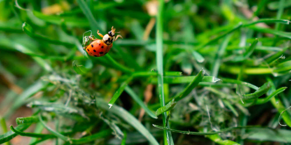 Primex Garden Center Glenside Pennsylvania Early Spring Lawn Care Ladybug In Grass