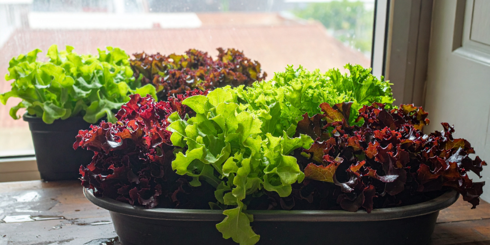 Primex Garden Center Glenside Pennsylvania Kitchen Gardening Made Practical Window Lettuce Garden