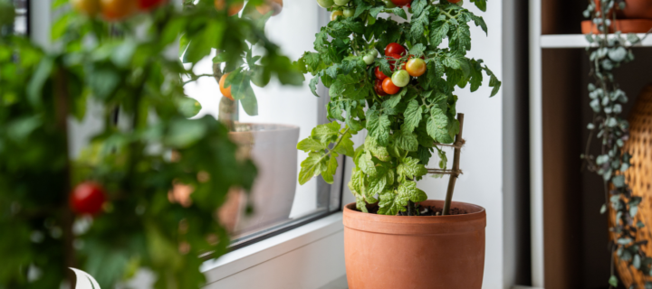 Kitchen Gardening Made Practical