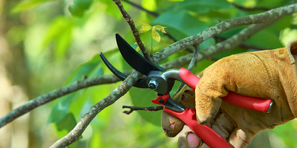 Primex Garden Center Glenside Pennsylvania Early Spring Pruning Guide Pruning Hydrangea