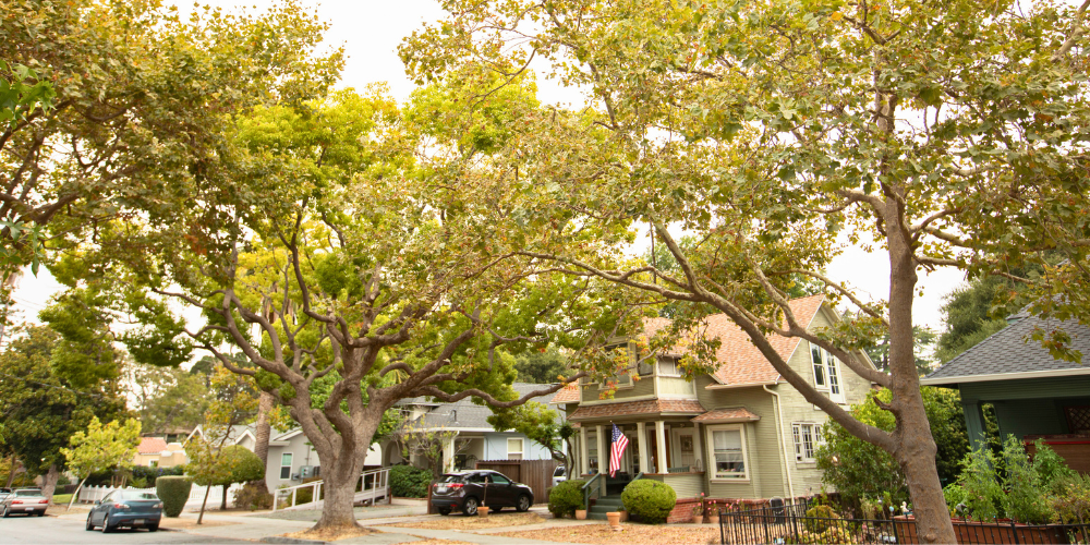 Primex Garden Center Glenside Pennsylvania Early Spring Pruning Guide Tall Trees House