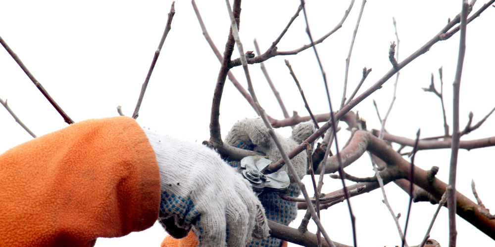 Primex Garden Center Glenside Pennsylvania Gardening Tasks Before Spring Pruning Apple Tree