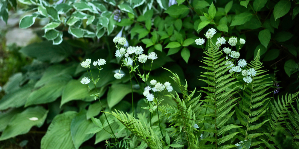 Primex Garden Center Glenside Pennsylvania Gardening Tasks Before Spring Shade Garden