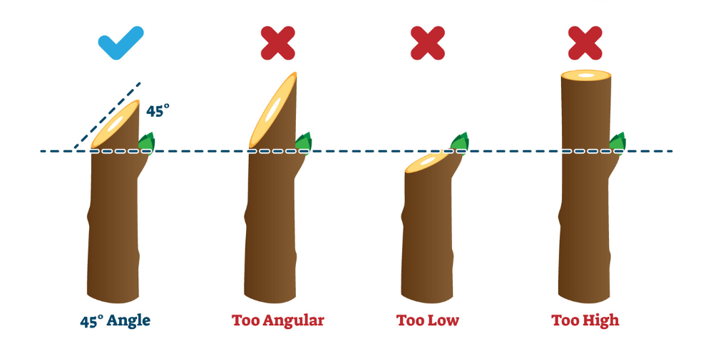 Primex Garden Center Glenside Pennsylvania Tree And Shrub Pruning Early Spring