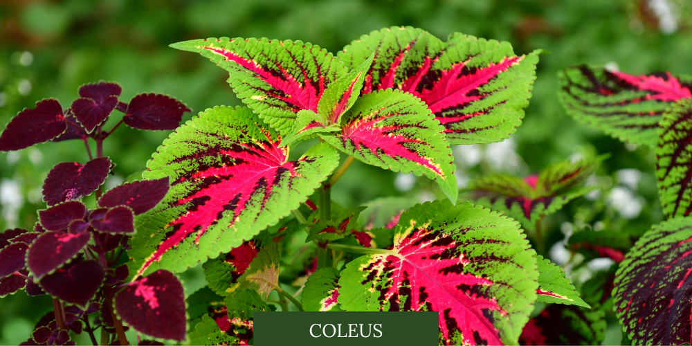 Primex Garden Center Glenside Pennsylvania ANNUALS OF  Coleus