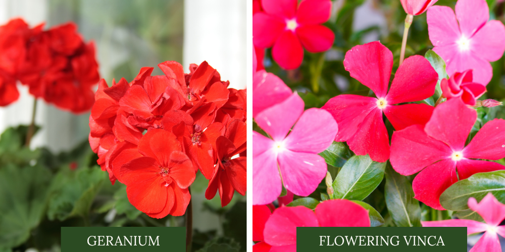Primex Garden Center Glenside Pennsylvania ANNUALS OF  Geranium And Flowering Vinca