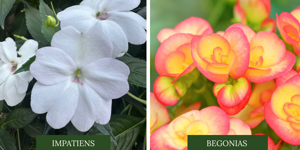 Primex Garden Center Glenside Pennsylvania ANNUALS OF  Impatiens Begonias