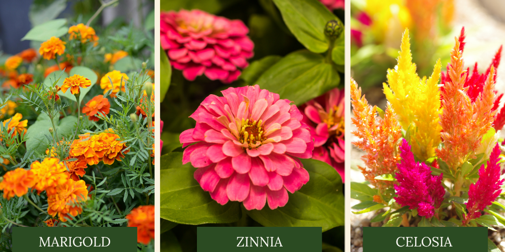 Primex Garden Center Glenside Pennsylvania ANNUALS OF  Marigold Zinnia Celosia
