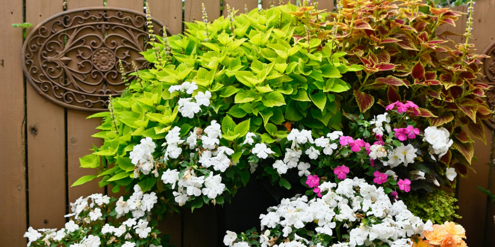 Primex Garden Center Glenside Pennsylvania ANNUALS OF  Potted Annuals