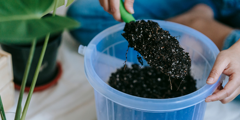 Primex Garden Center Glenside Pennsylvania How To Refresh Tired Indoor Plants Houseplant Soil