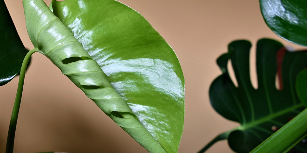 Primex Garden Center Glenside Pennsylvania How To Refresh Tired Indoor Plants New Leaf Houseplant