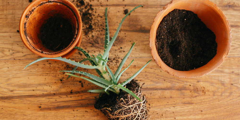 Primex Garden Center Glenside Pennsylvania How To Refresh Tired Indoor Plants Repotting Houseplant