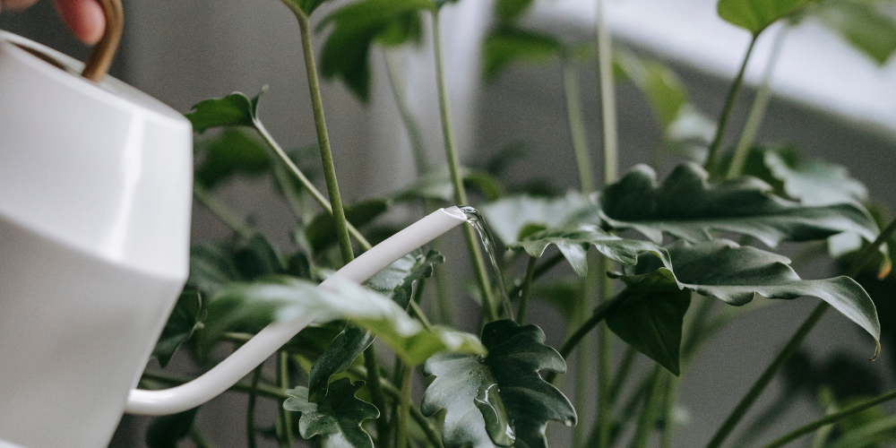 Primex Garden Center Glenside Pennsylvania How To Refresh Tired Indoor Plants Watering Houseplant