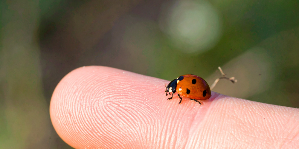 Primex Garden Center Glenside Pennsylvania Teaching Kids Through Gardening Ladybug On Finger