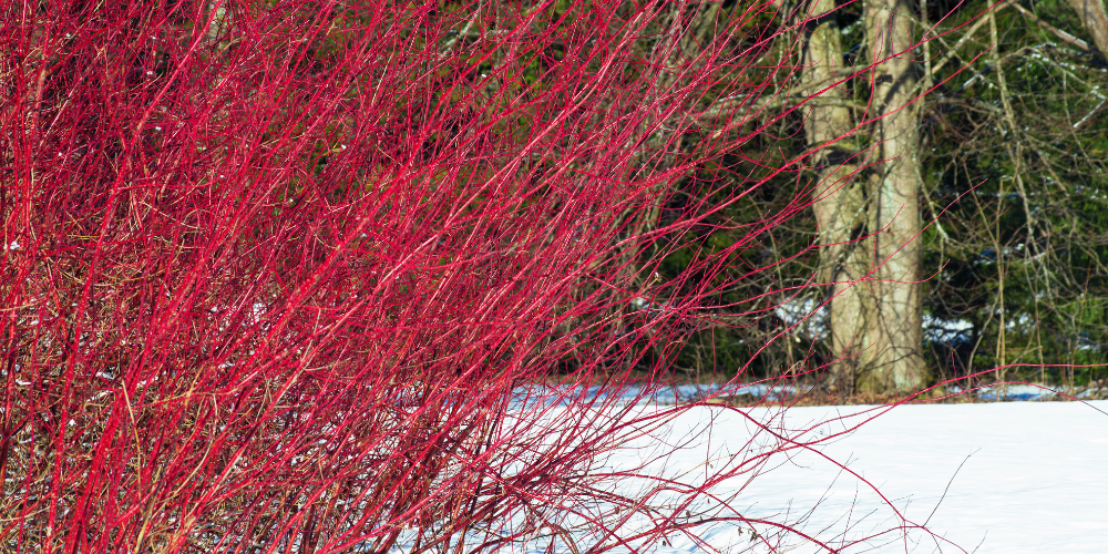 Primex Garden Center Glenside Pennsylvania The Best Shrubs For Four Season Beauty Red Twig Dogwood