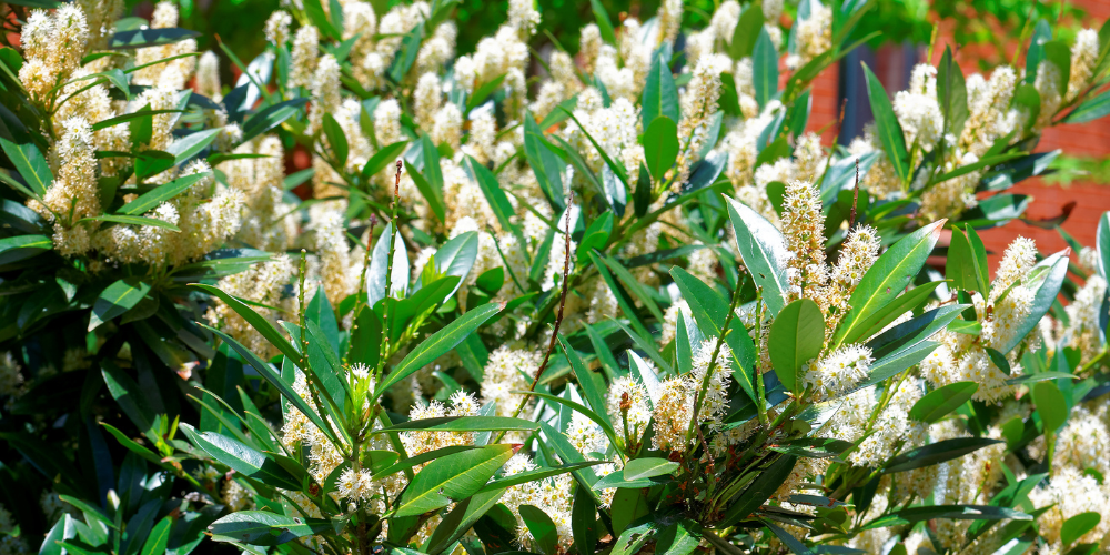 Primex Garden Center Glenside Pennsylvania The Best Shrubs For Four Season Beauty Sweetspire