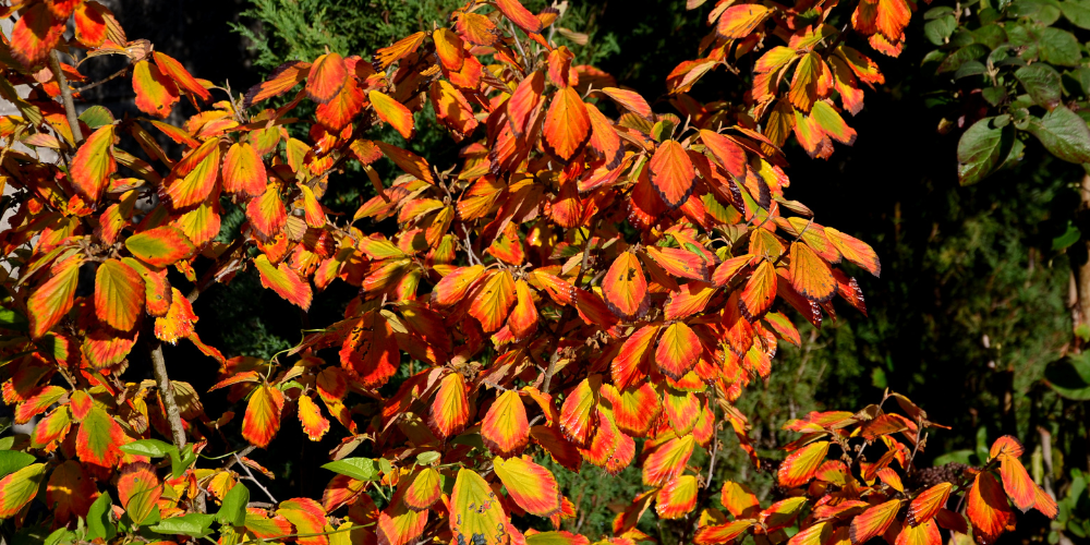Primex Garden Center Glenside Pennsylvania The Best Shrubs For Four Season Beauty Fothergilla